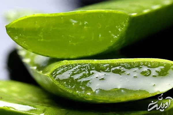 پاک کردن تاتو با مواد گیاهی آلوئه ورا